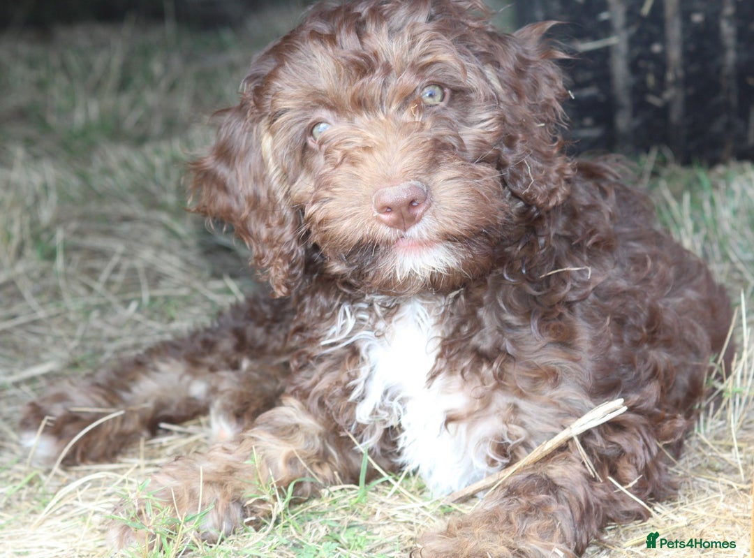 Australian Labradoodle dogs for sale: 🧡💚💙Last girl available, fully health test💙💚🧡 - Image 9