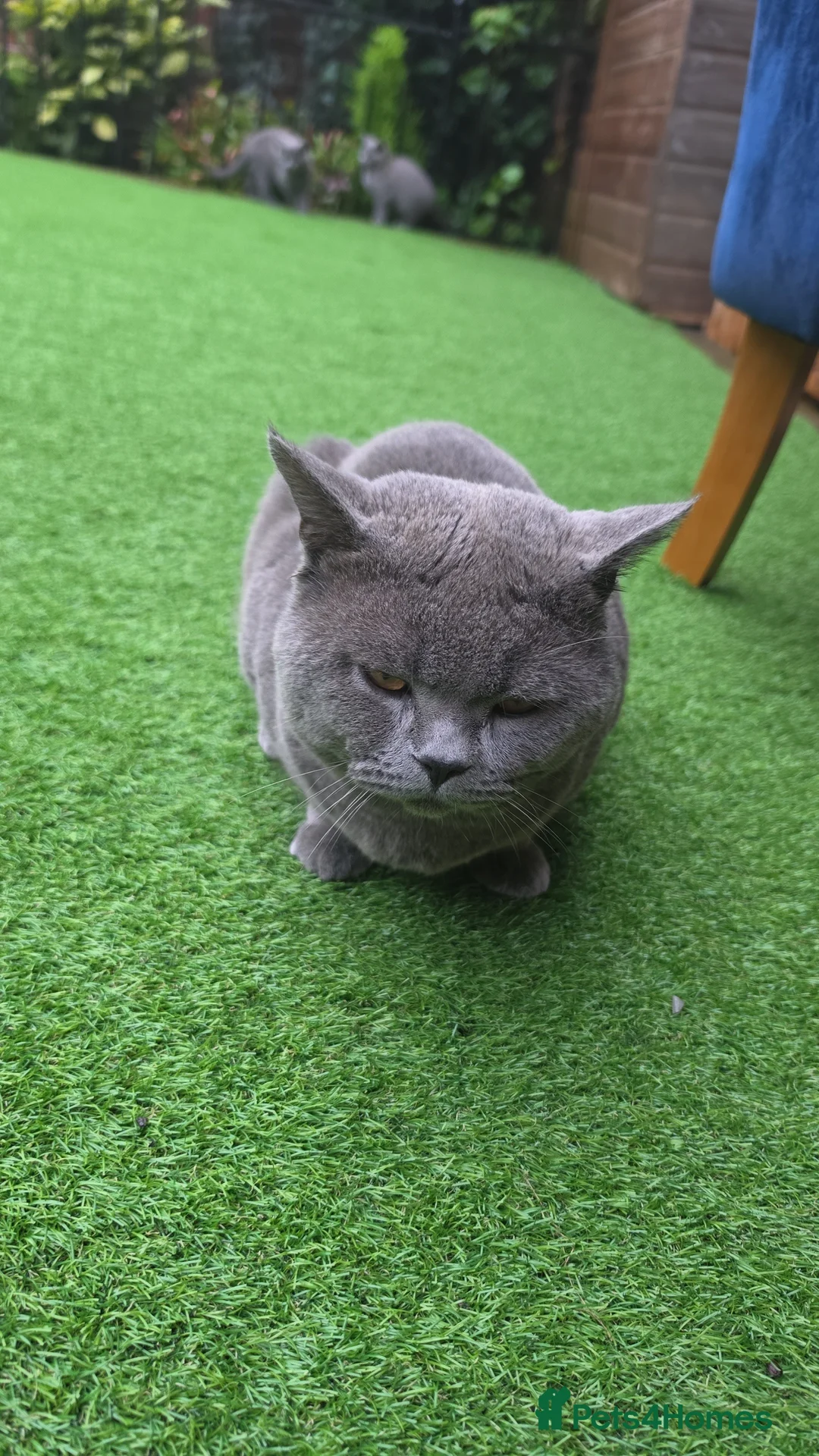 British Shorthair cats for sale: British short hair - Advert 2