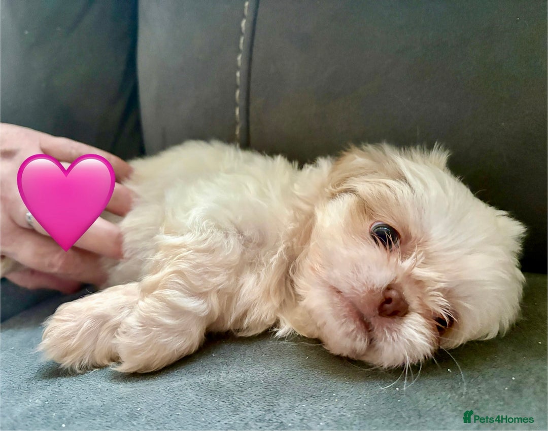 Shih Tzu dogs for sale: 3 male 2 female beautiful Shih tzu puppies - Advert 3