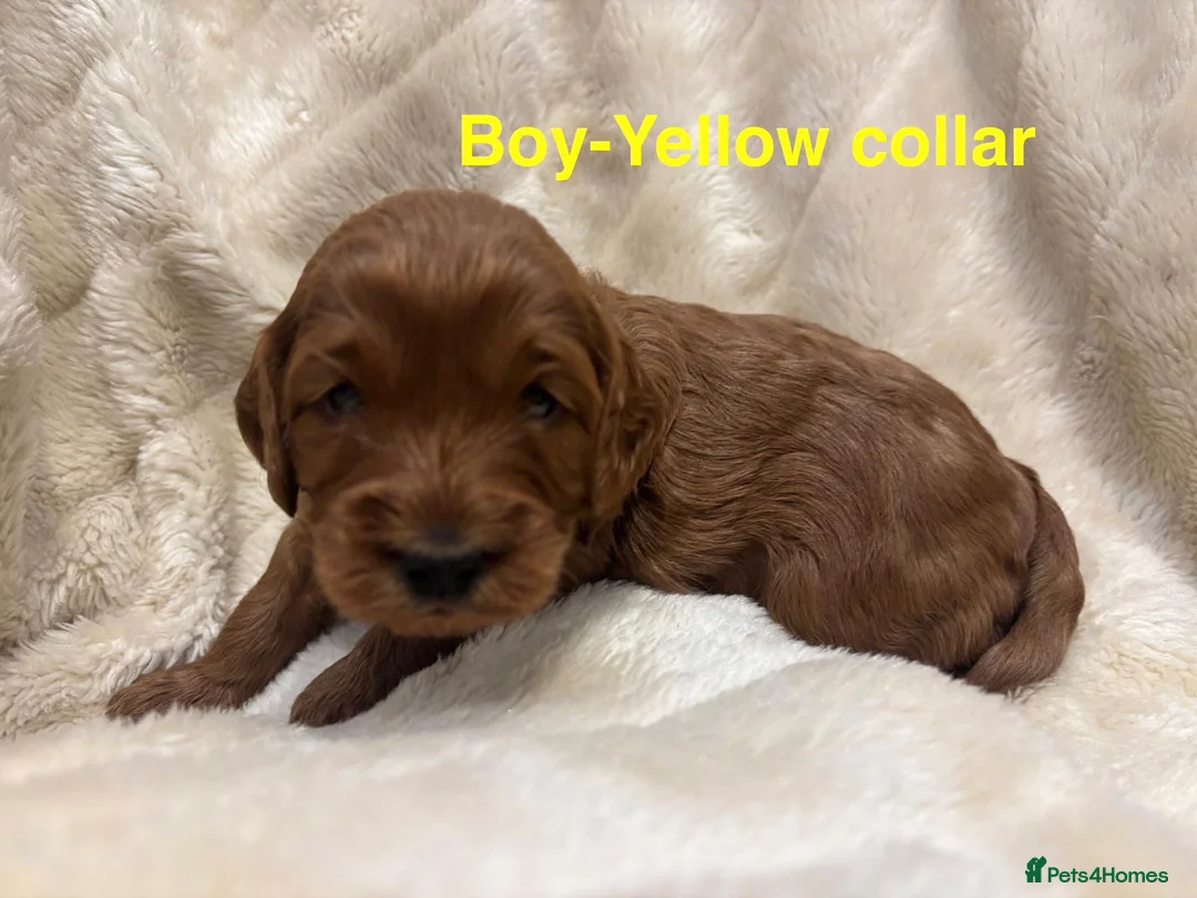 Cockapoo dogs for sale: 🐾 STUNNING F1B RED MINIATURE COCKAPOO PUPPIES  - Advert 4