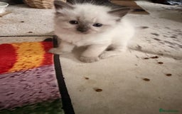 Ragdoll cats for sale: Beautiful Dolls  - Advert 14