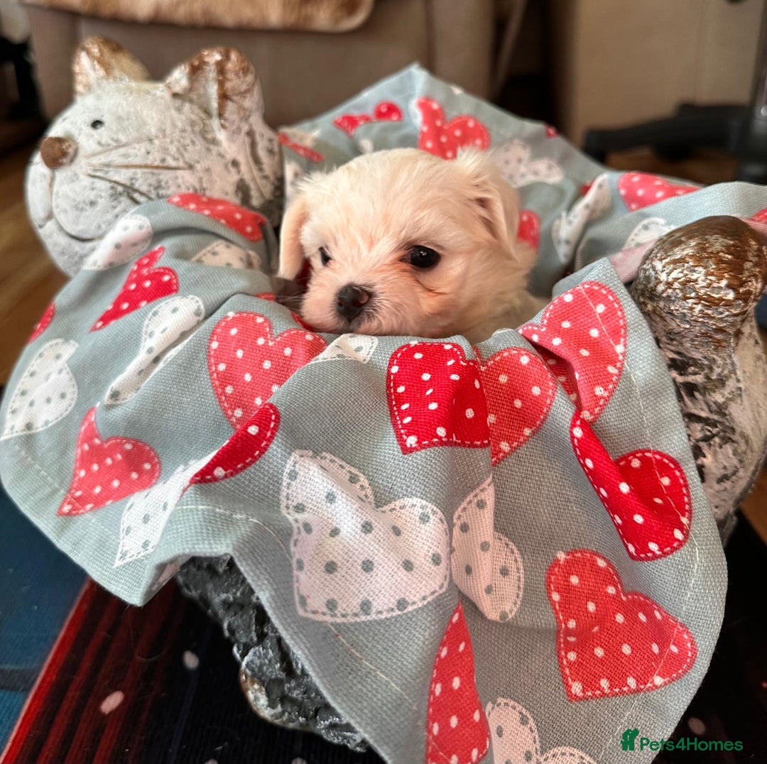 Maltese dogs for sale:  Beautiful maltese - Advert 19