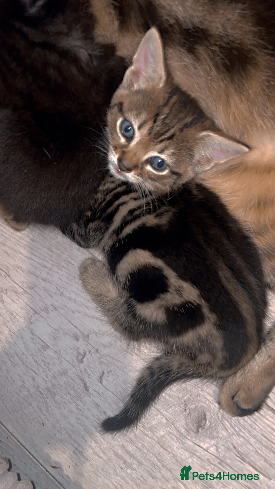 Mixed Breed cats for sale: 2 mixed breed kittens  - Advert 2