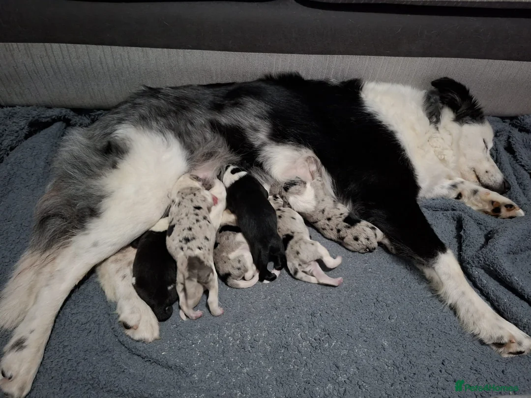 Border Collie dogs for sale: Merle Boarder collies - Advert 13