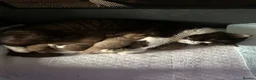 British Shorthair cats for sale: Chocolate bicolour - active reg GCCF  - Advert 9