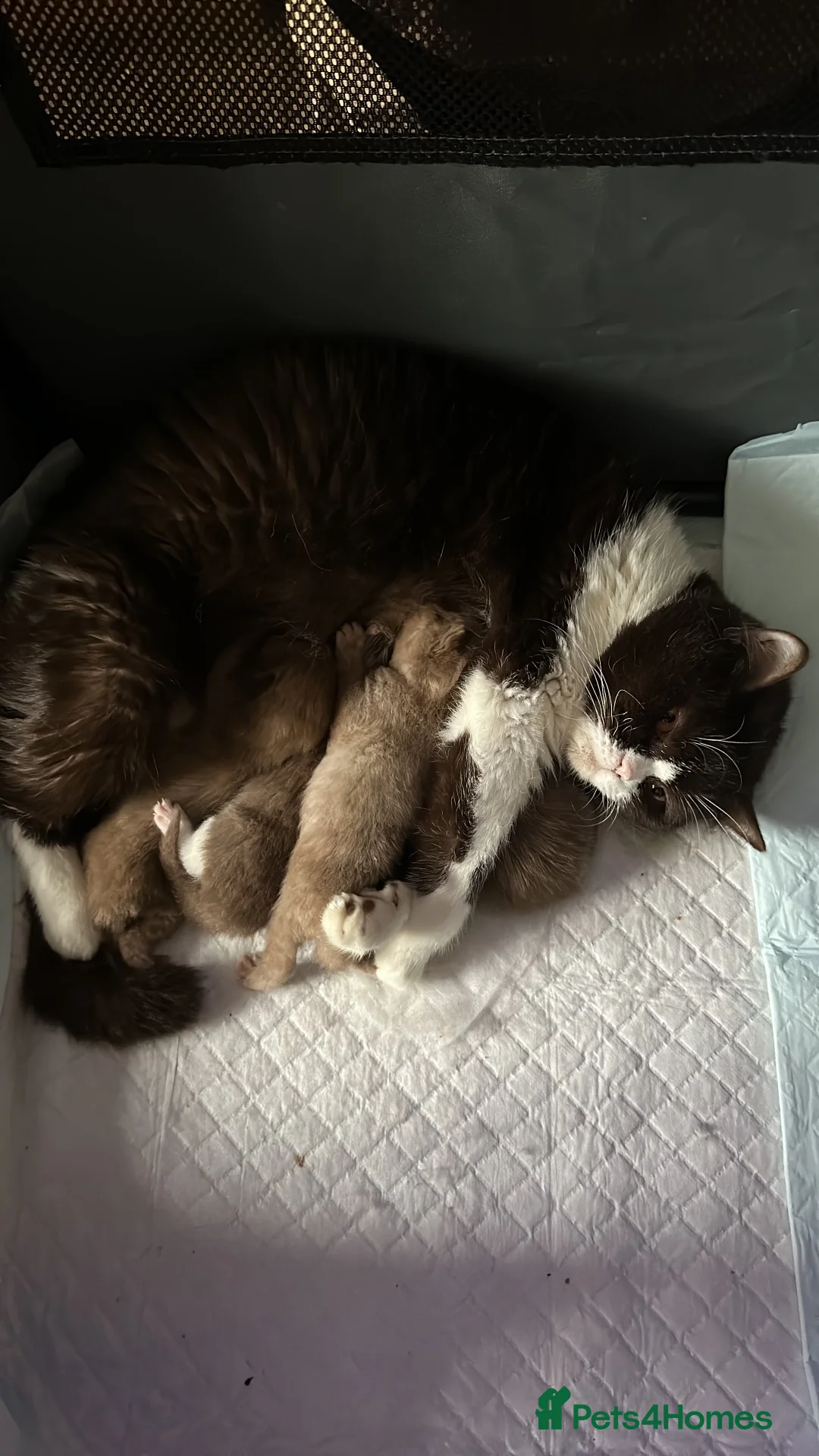 British Shorthair cats for sale: Chocolate bicolour - active reg GCCF  - Advert 9