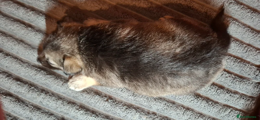 Mixed Breed dogs for sale: Siberian husky + Rus A Pei - Advert 22