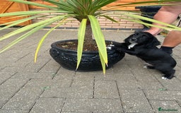 Cocker Spaniel dogs for sale: Cocker spaniel puppies  - Image 16