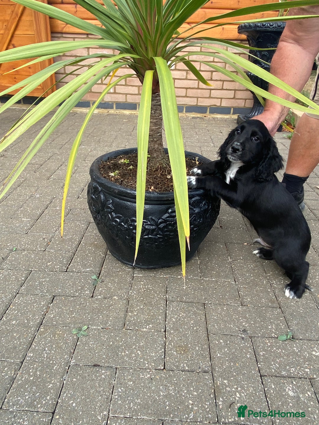 Cocker Spaniel dogs for sale: Cocker spaniel puppies  - Image 16