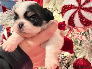 Chihuahua dogs Long Coat Chihuahua Boys Outstanding Quality ⭐️ - Advert 1