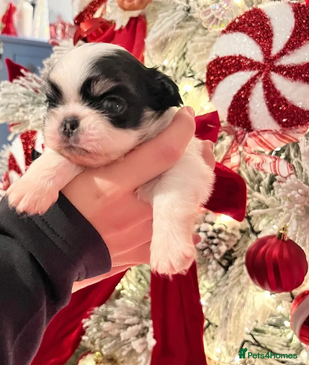 Chihuahua dogs for sale: Long Coat Chihuahua Boys Outstanding Quality ⭐️ - Advert 2