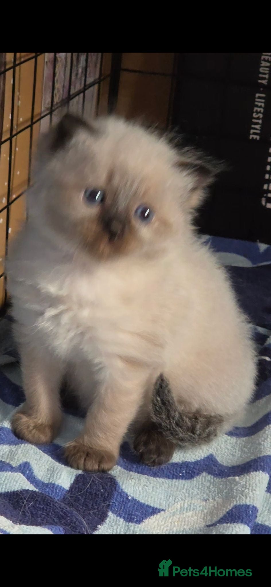 Ragdoll cats 2 seal point female ragdolls - Advert 1