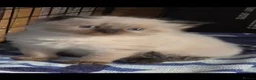 Ragdoll cats for sale: 2 seal point female ragdolls - Advert 11