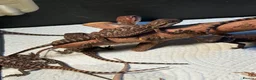 Bearded Dragon reptiles for sale: 100% red monster bearded dragon babies🐉 - Advert 25