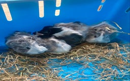 Guinea Pig rodents for sale: Baby guineas boys and girls available  - Image 10