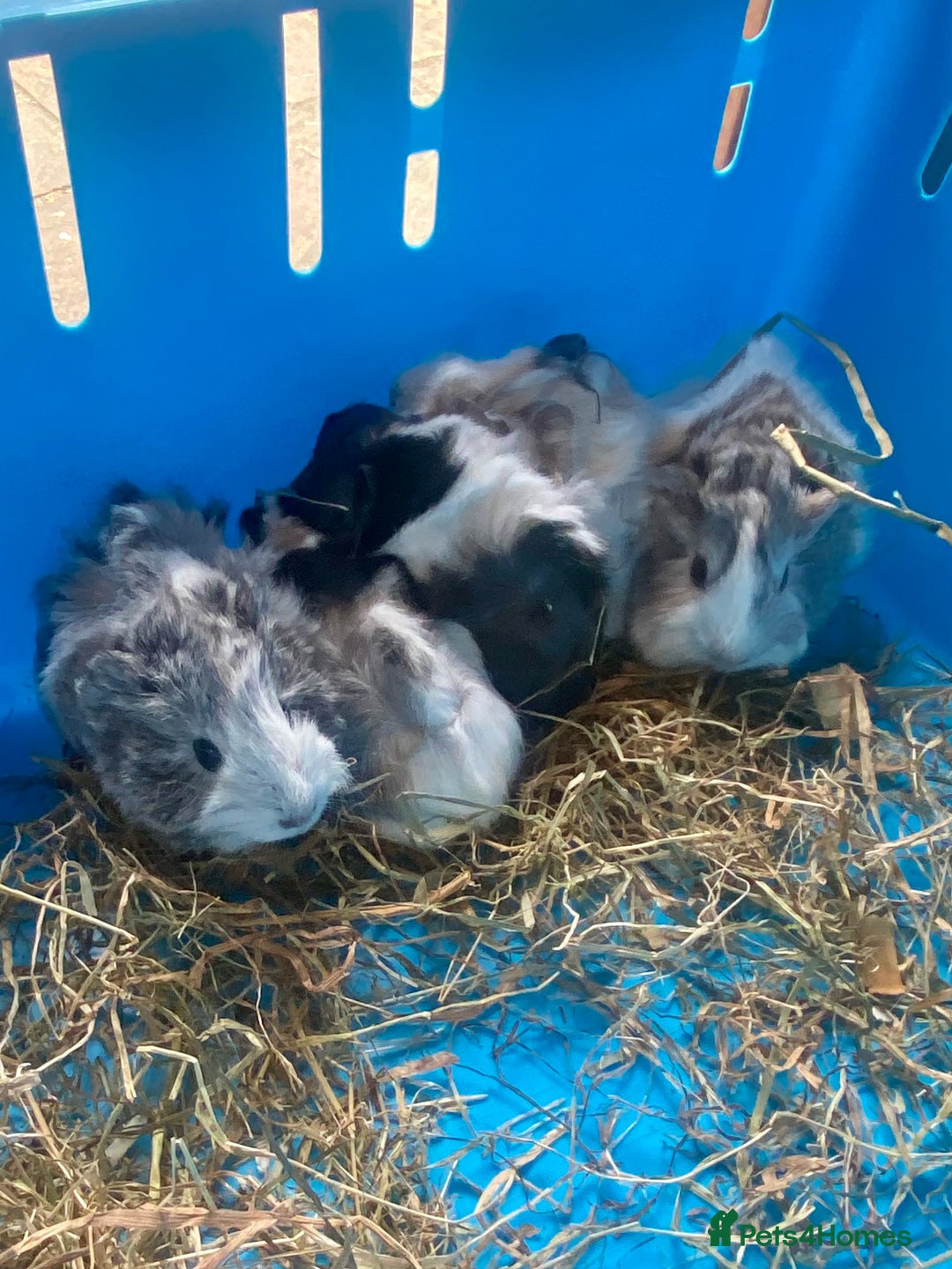 Guinea Pig rodents for sale: Baby guineas boys and girls available  - Image 10