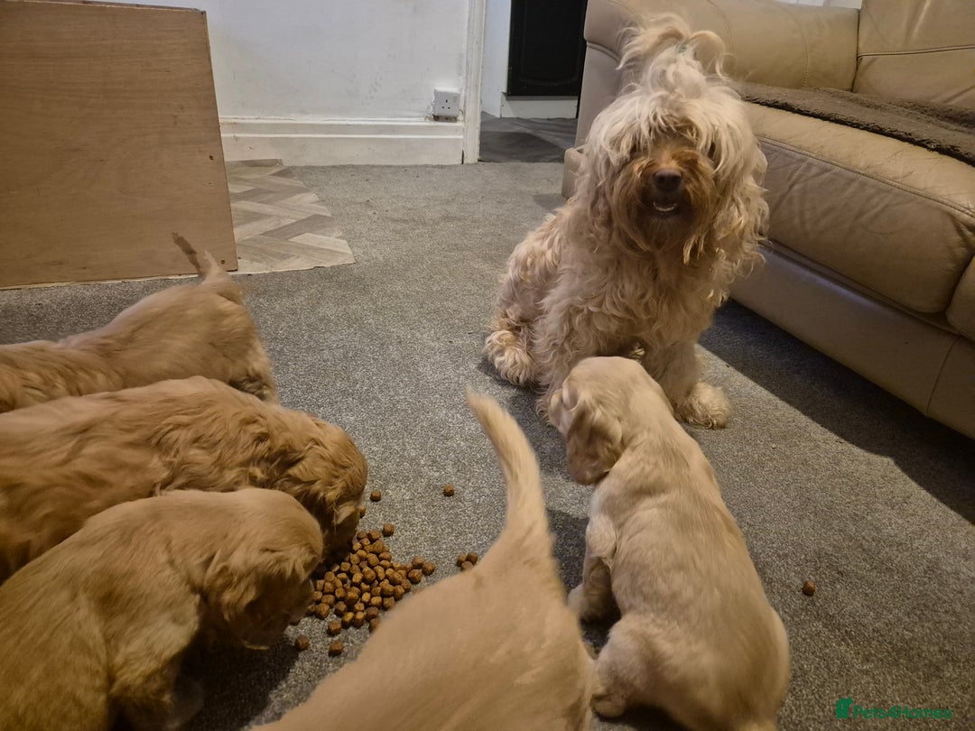 Cockapoo dogs for sale: Cockapoo puppies - Image 17