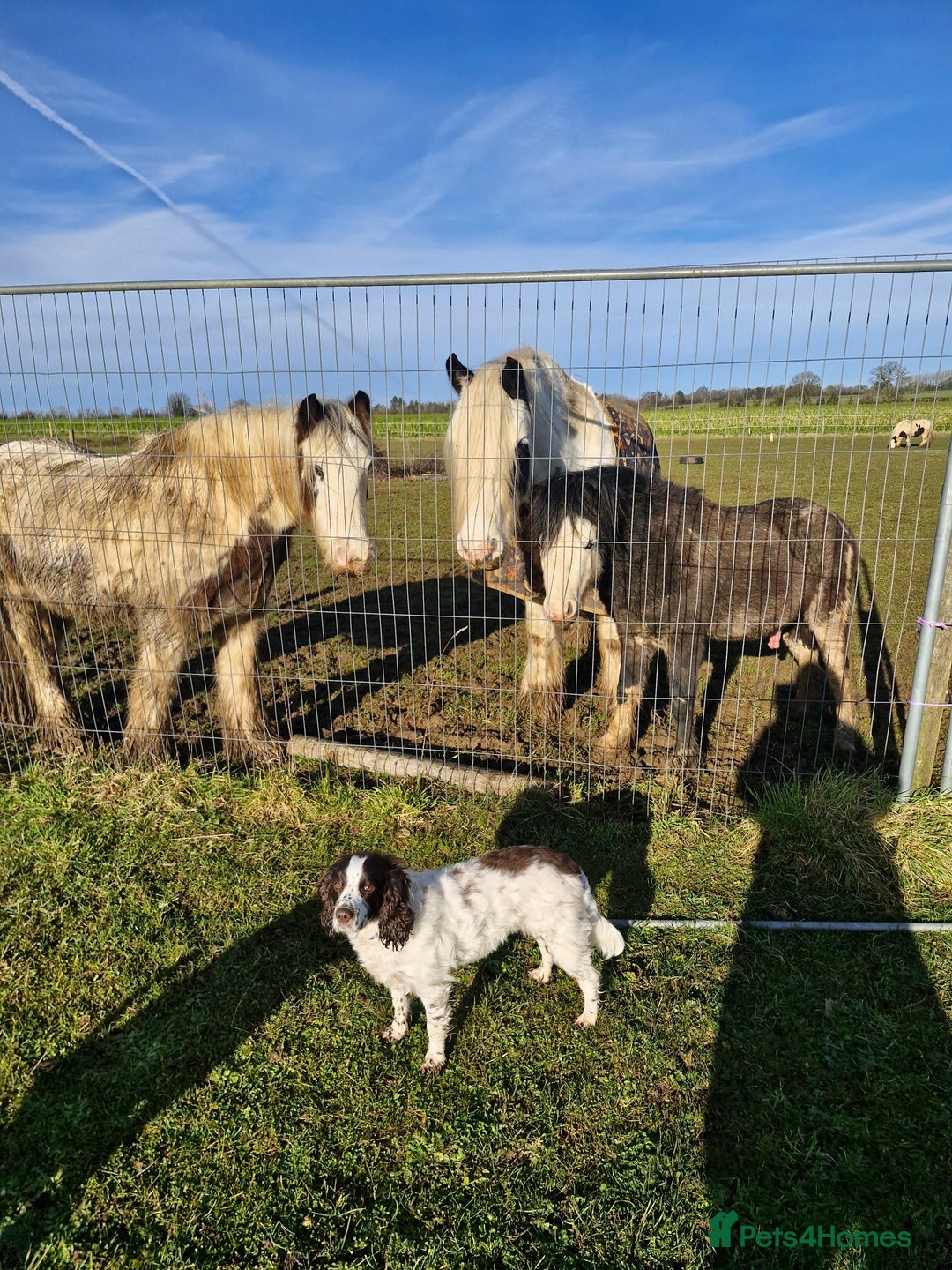 Welsh Section A horses for sale: Friendly 2.5 year colt  - Advert 6