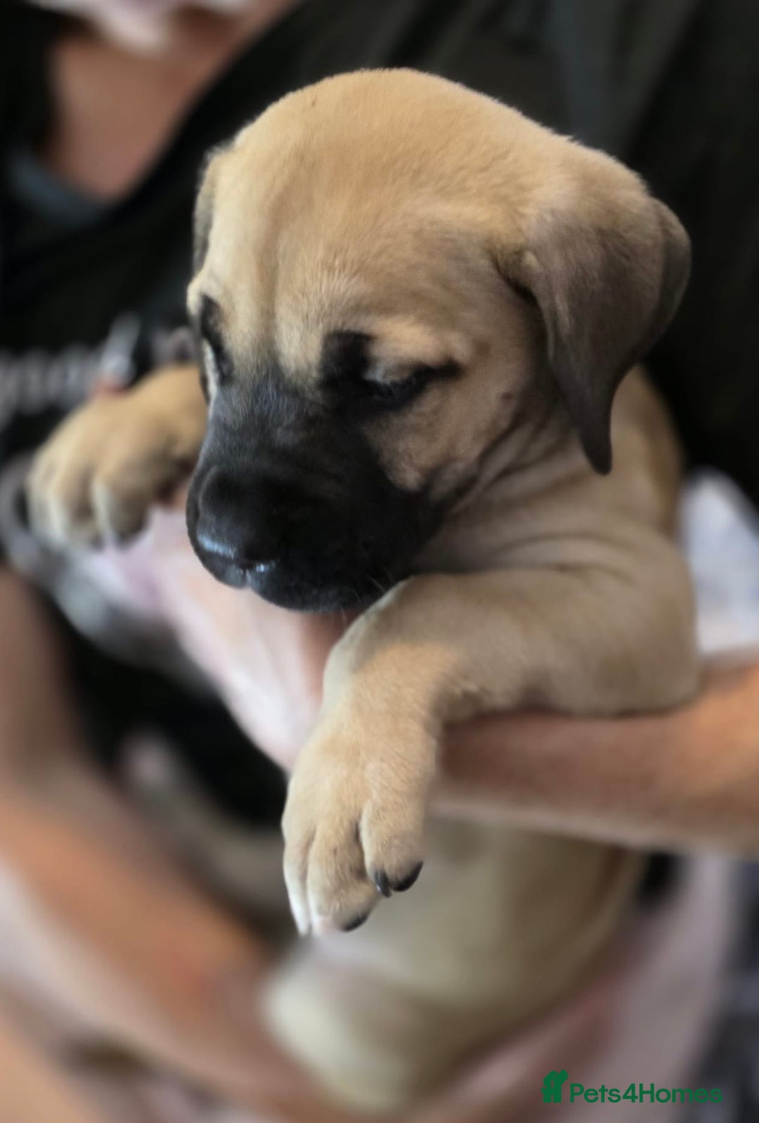 Mixed Breed dogs for sale: Presa Canario x Boerboel Puppies in Bromley - Image 31