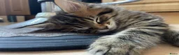 Maine Coon cats for sale: Tufty ears and big paws  - Advert 2