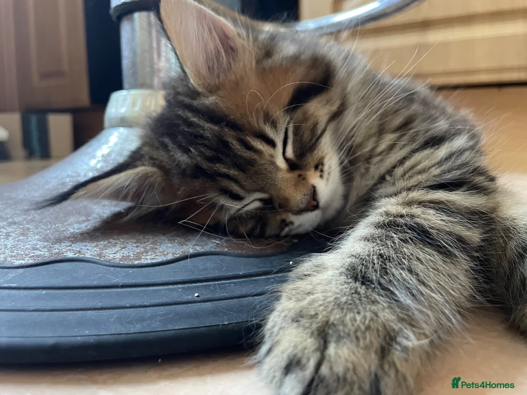 Maine Coon cats for sale: Tufty ears and big paws  - Advert 2