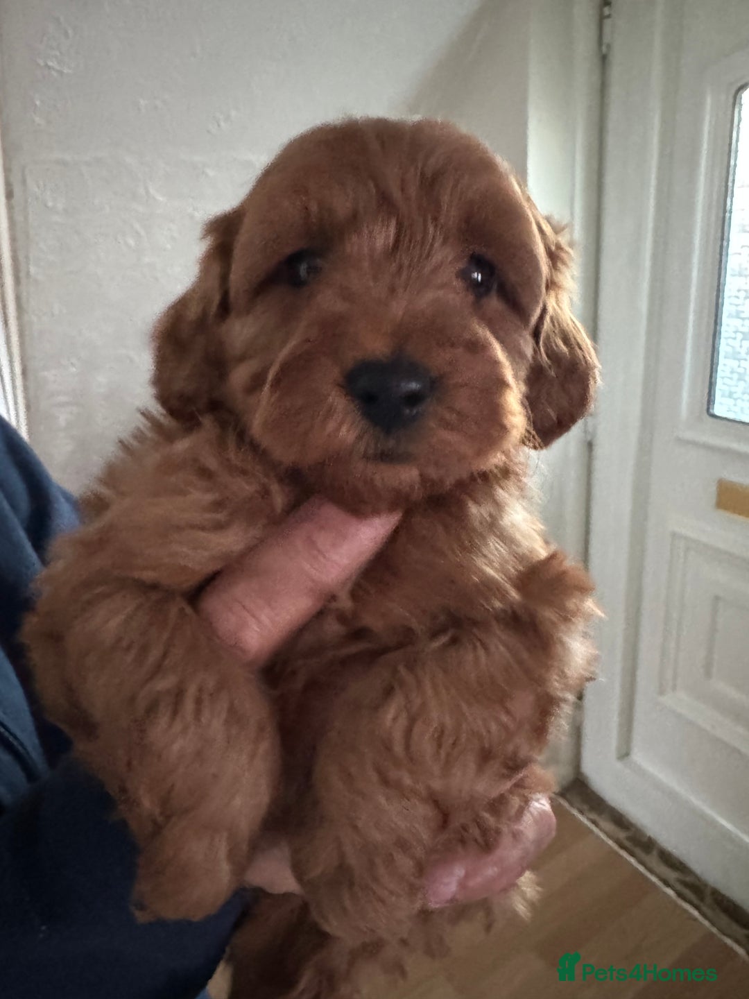 Cockapoo dogs for sale: F1b cockapoo  - Advert 4