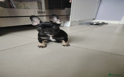 French Bulldog dogs for sale: Molly - Image 4