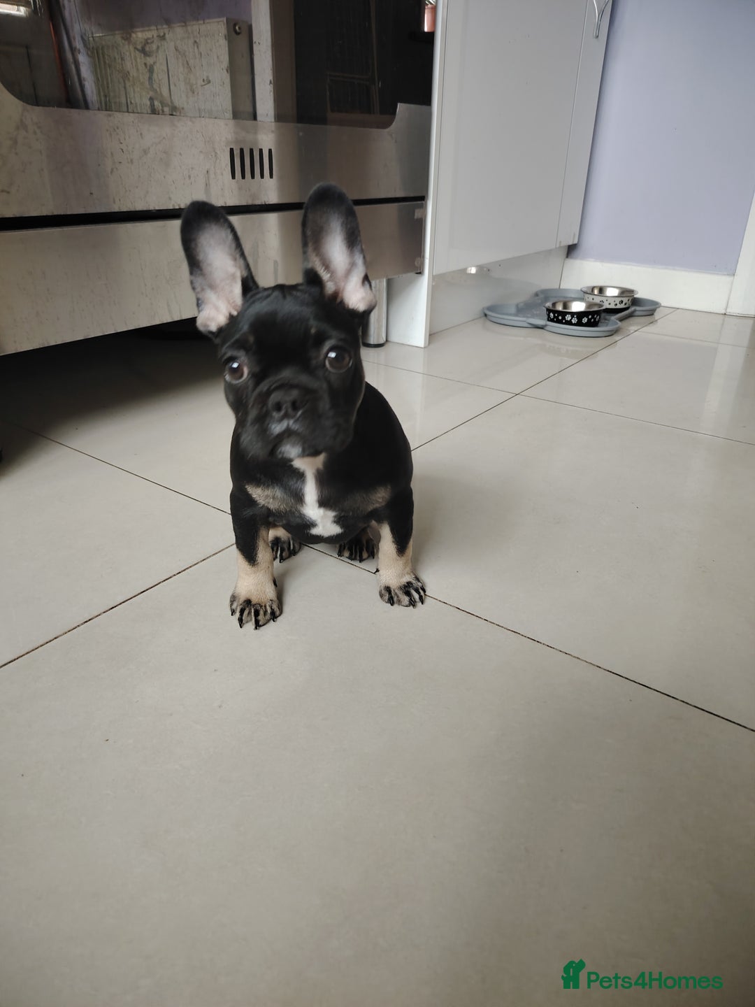 French Bulldog dogs for sale: Molly - Image 4