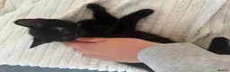 Mixed Breed cats for sale: Black kitten for sale  - Advert 3