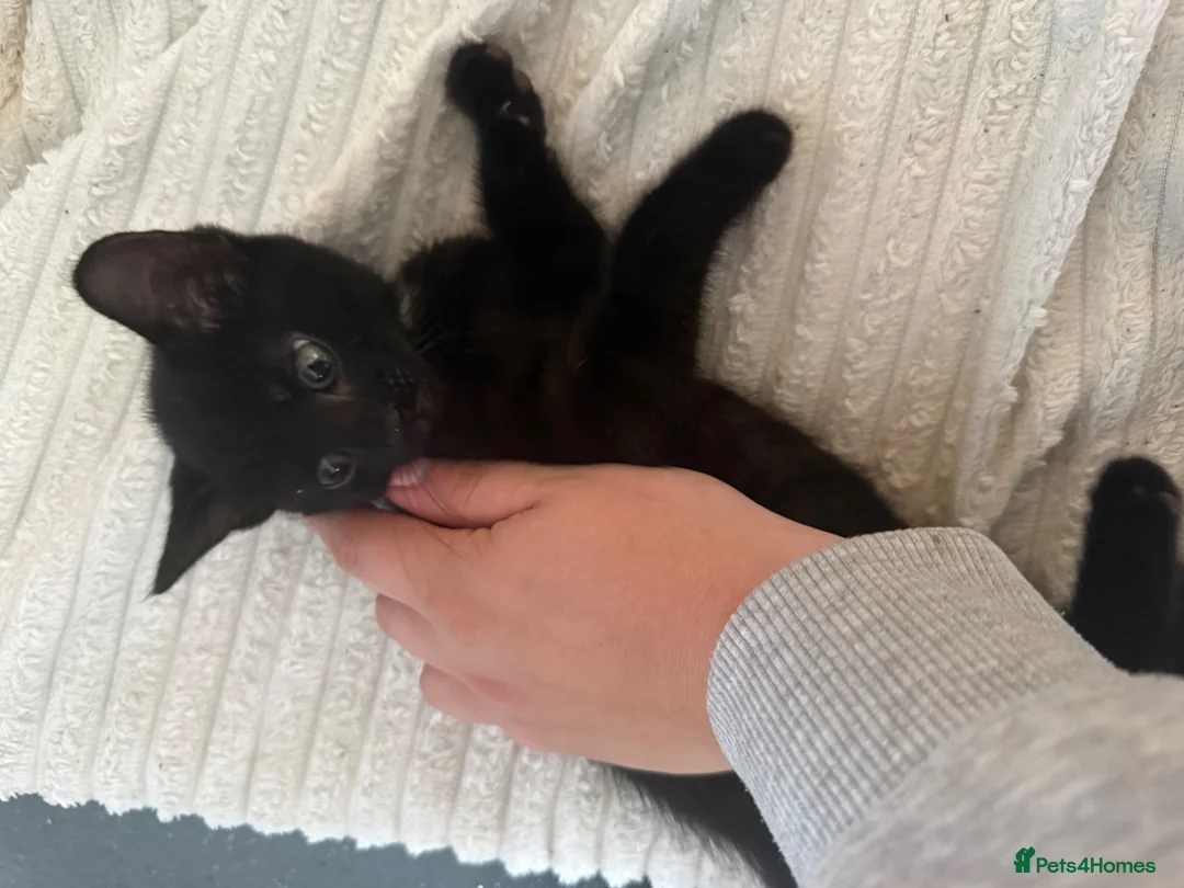 Mixed Breed cats for sale: Black kitten for sale  - Advert 3