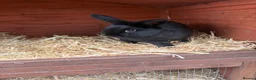 Netherland Dwarf rabbits for sale: Young Rabbit for rehoming  - Advert 2
