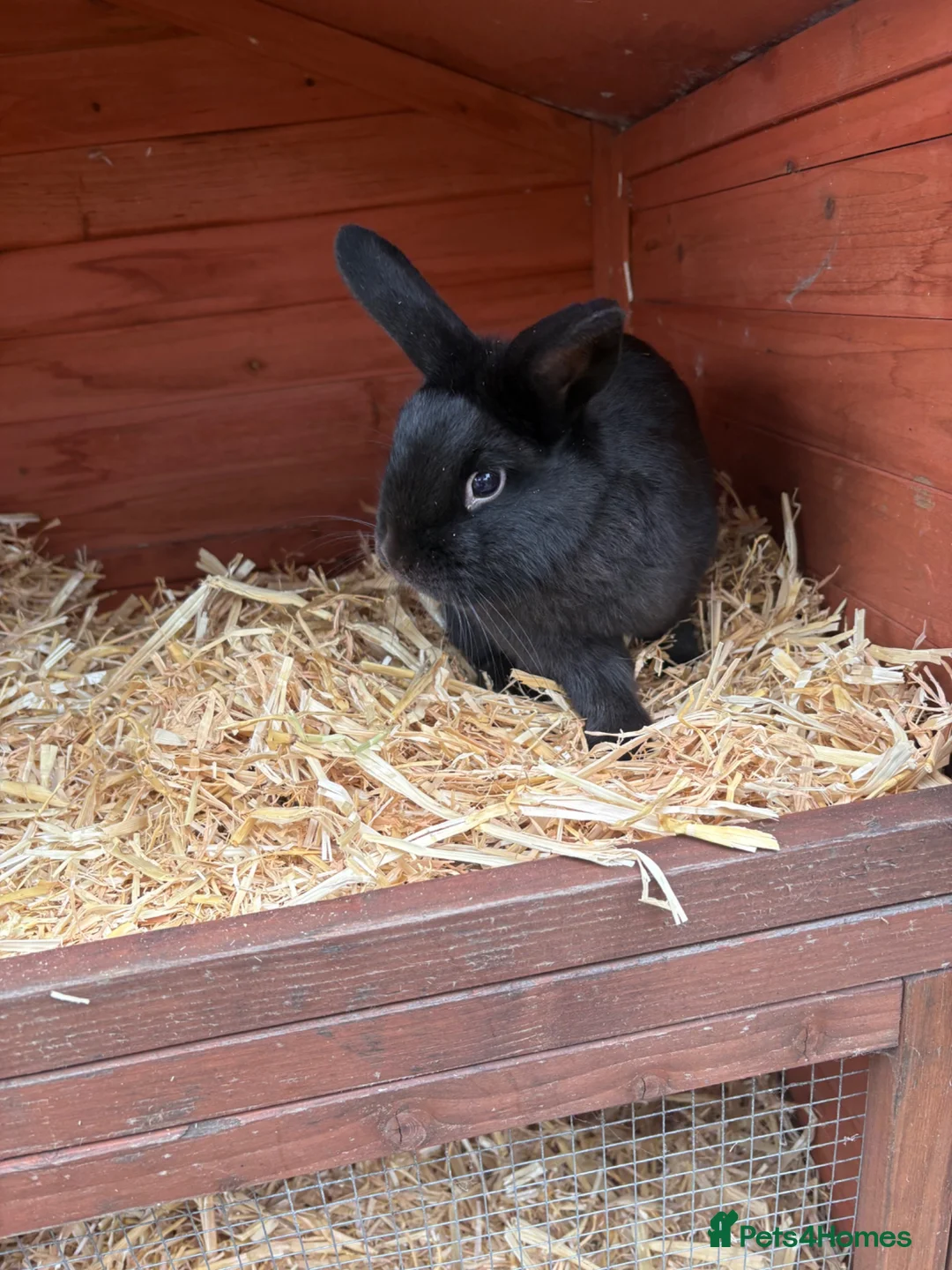 Netherland Dwarf rabbits for sale: Young Rabbit for rehoming  - Advert 2