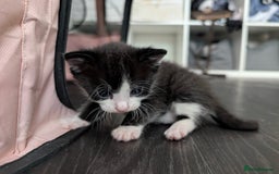 Mixed Breed cats for sale: Ready now - Image 9