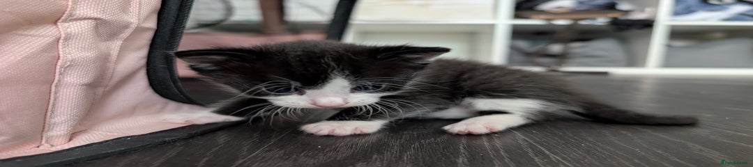 Mixed Breed Kitten 3