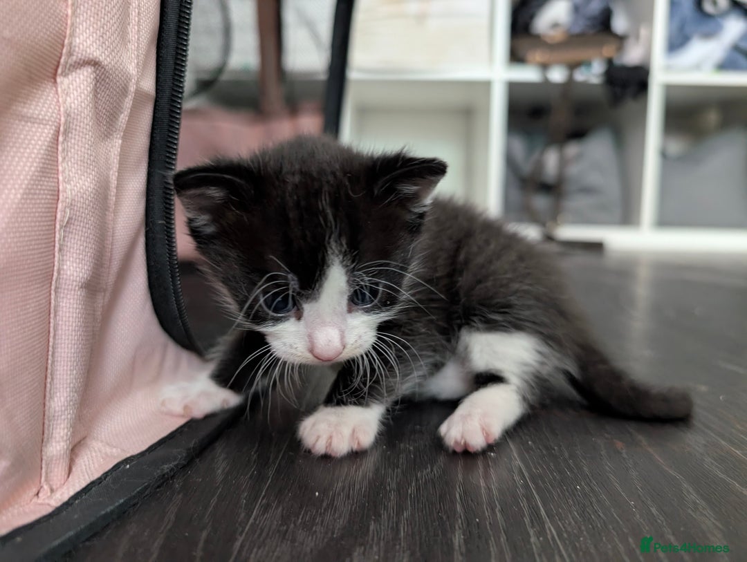 Mixed Breed cats for sale: Ready now - Image 9