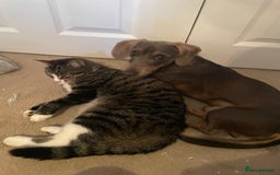 Dachshund dogs for sale: Rehome for Norman  - Image 3