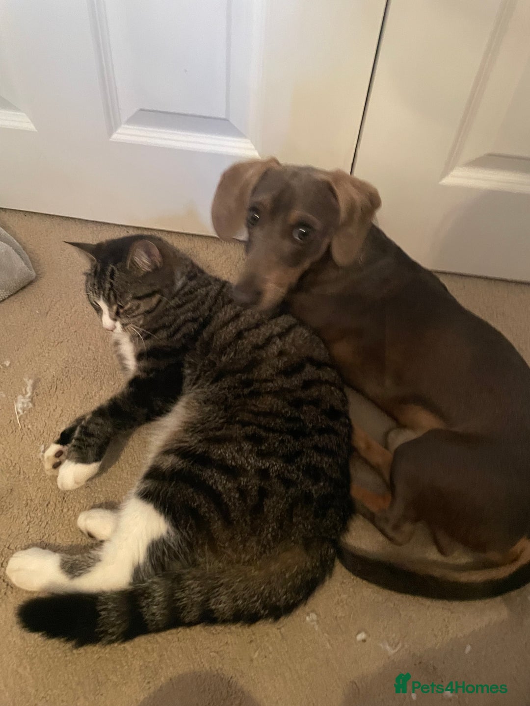 Dachshund dogs for sale: Rehome for Norman  - Image 3