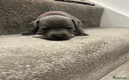 Staffordshire Bull Terrier dogs for sale: Beautiful Full Blue Staffordshire Puppies for sale - Image 13
