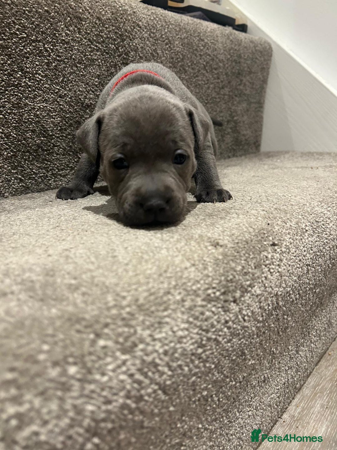 Staffordshire Bull Terrier dogs for sale: Beautiful Full Blue Staffordshire Puppies for sale - Image 13