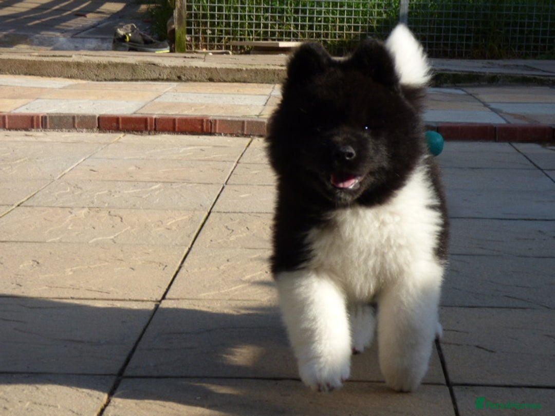 Akita dogs for sale: Quality Akita Babies (& KC Registered) - Image 28