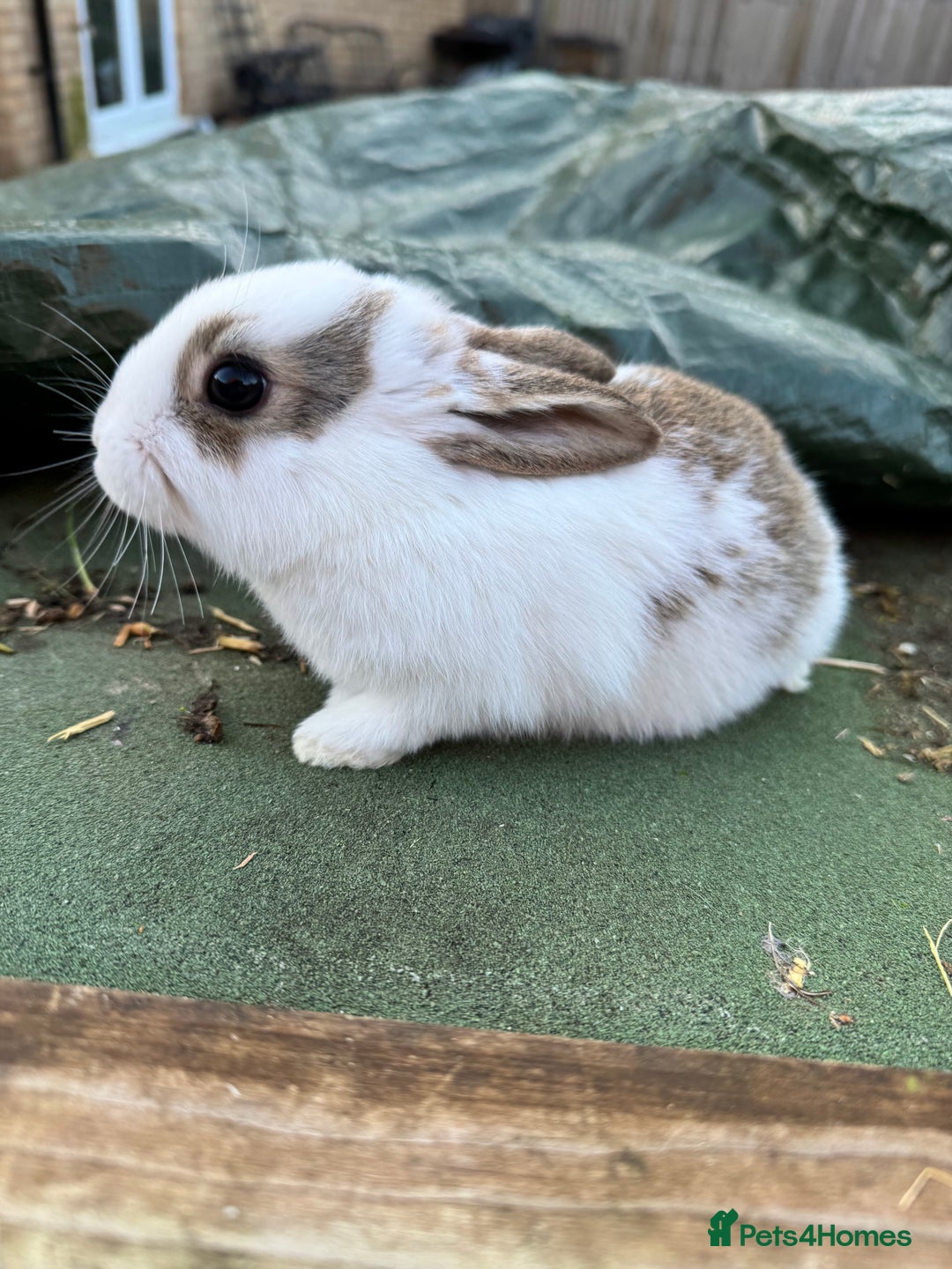 Mixed Breed rabbits for sale: Rex x Lop Baby Rabbits for Sale- READY 23rd Jan - Advert 7