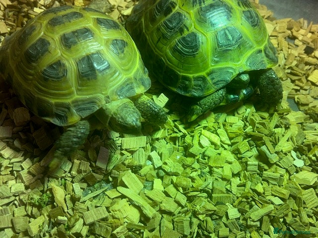 Tortoise reptiles Two Horsefield Tortoise with enclosure & heat lamp - Advert 11