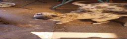 Lurcher dogs for sale: Mr Lewis Tidd - Advert 4