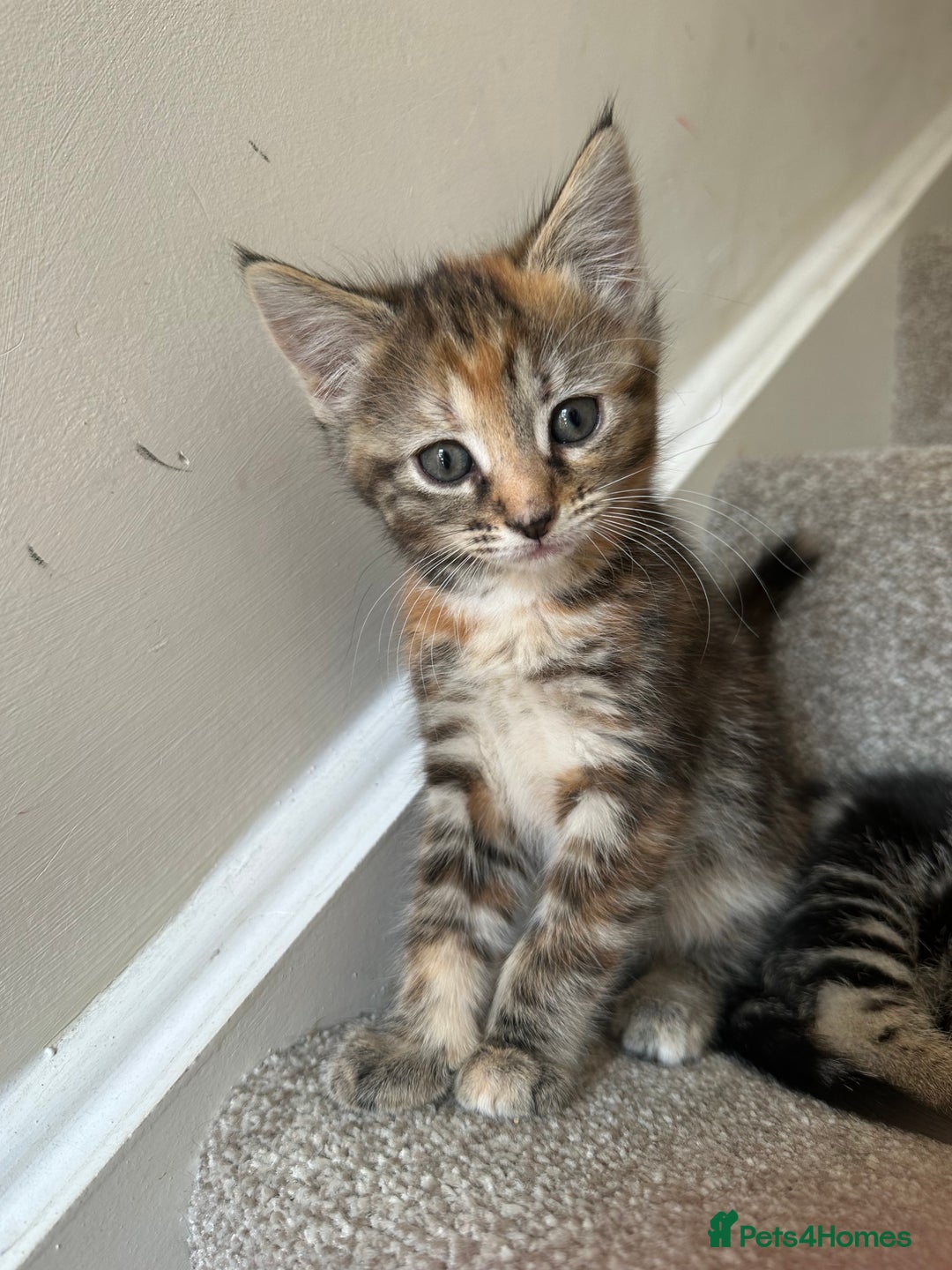 Bengal cats for sale: Bengal cross kittens  in Woodstock - Image 5
