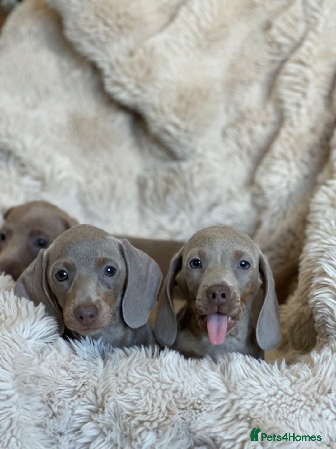 Miniature Dachshund dogs for sale: Stunning ISABELLA miniature dachshunds  - Advert 21