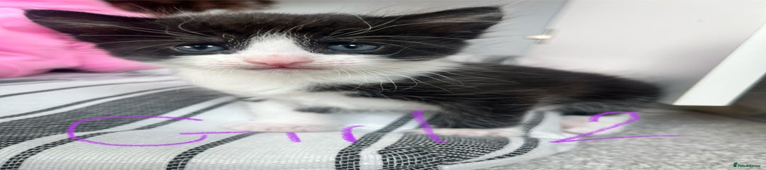 Mixed Breed Kitten 7