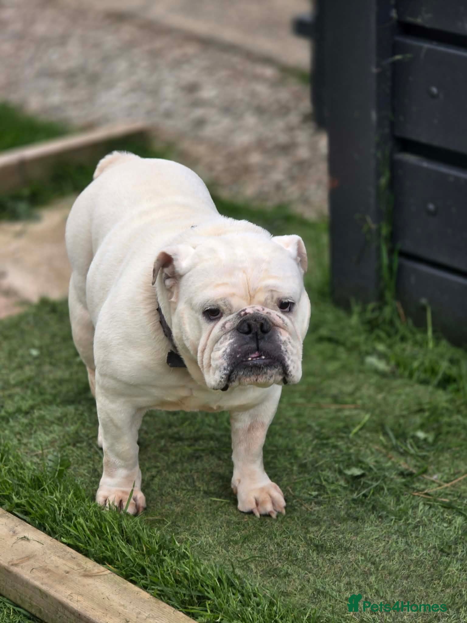 Olde English Bulldogge dogs Sophie looking for a new set of legs to sleep on - Advert 1
