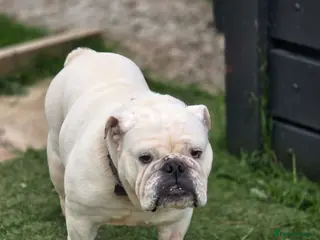 Olde English Bulldogge dogs Sophie looking for a new set of legs to sleep on - Advert 1