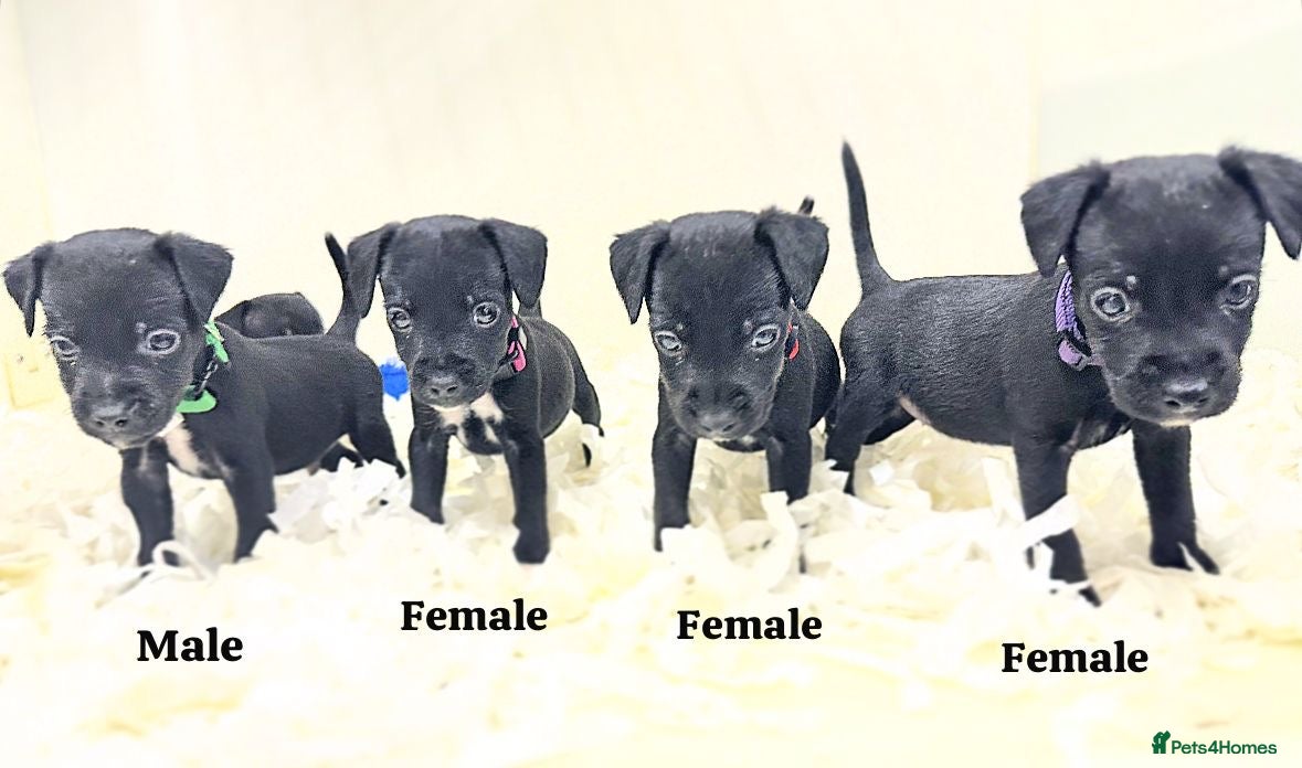 Patterjack dogs 5 star rated, licensed & Registered professionals - Advert 3