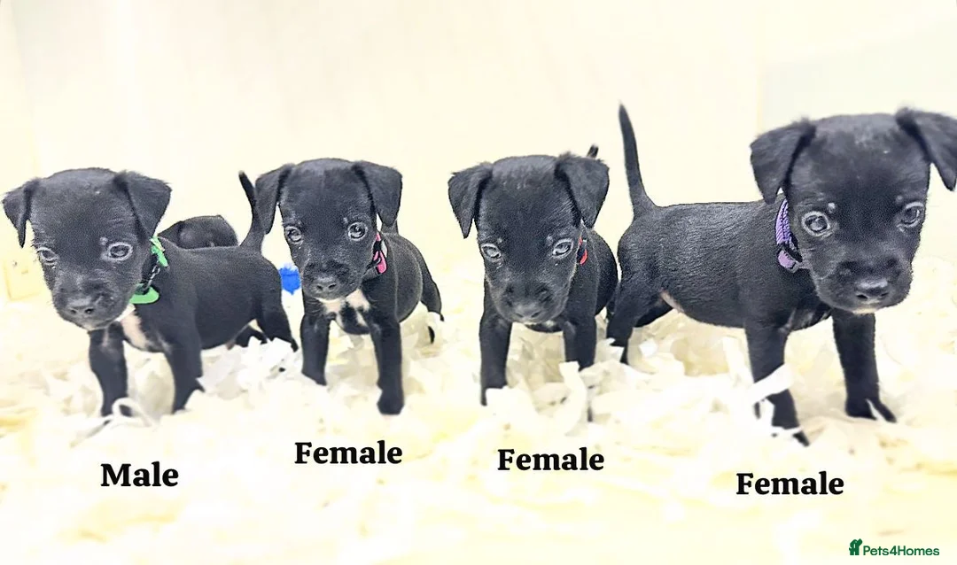 Patterjack dogs for sale: 5 star rated, licensed & Registered professionals - Advert 1